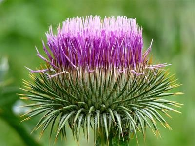 Onopordon acanthium